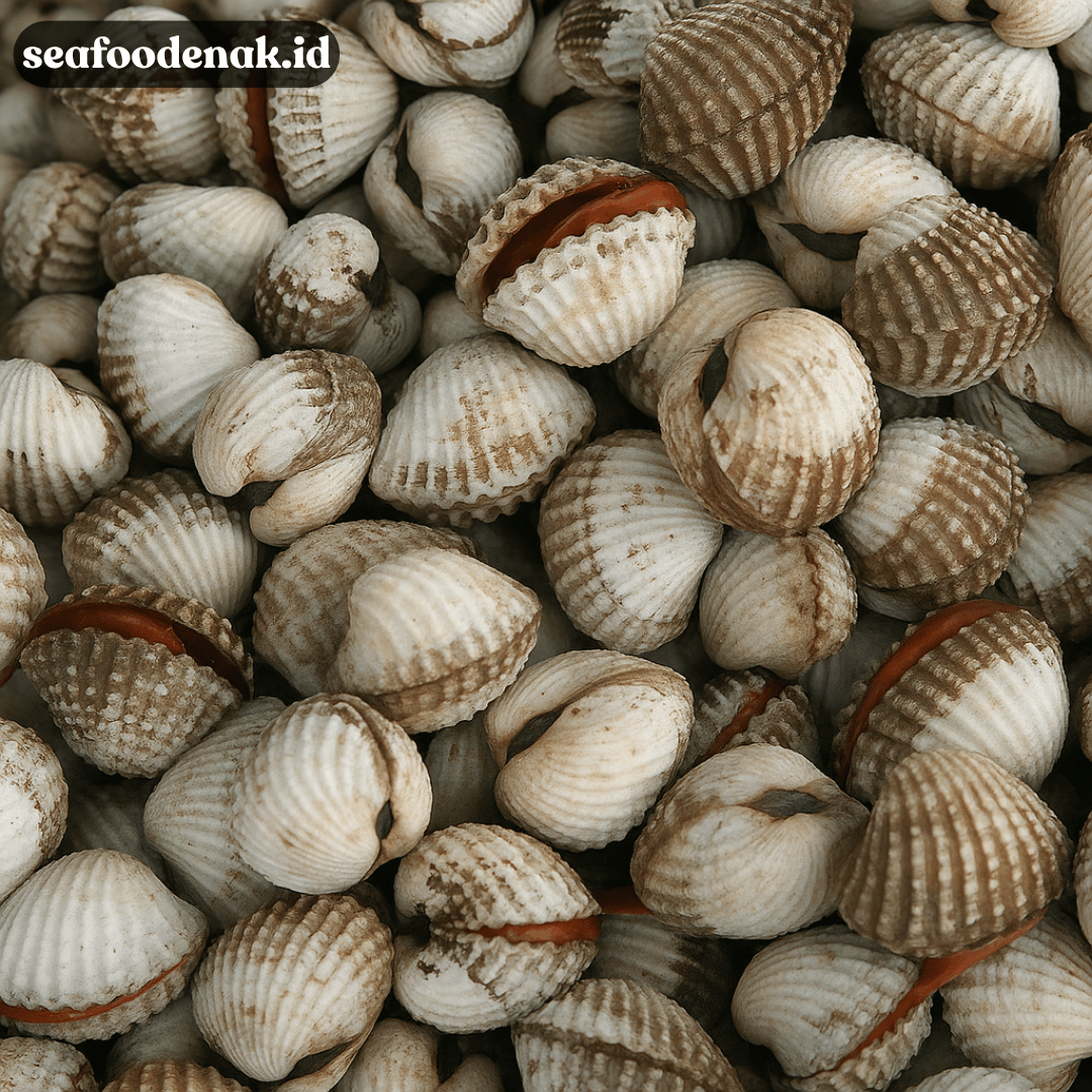 Kerang Bukan Sekadar Enak! Fakta Ini yang Akan Mengejutkan Kamu!